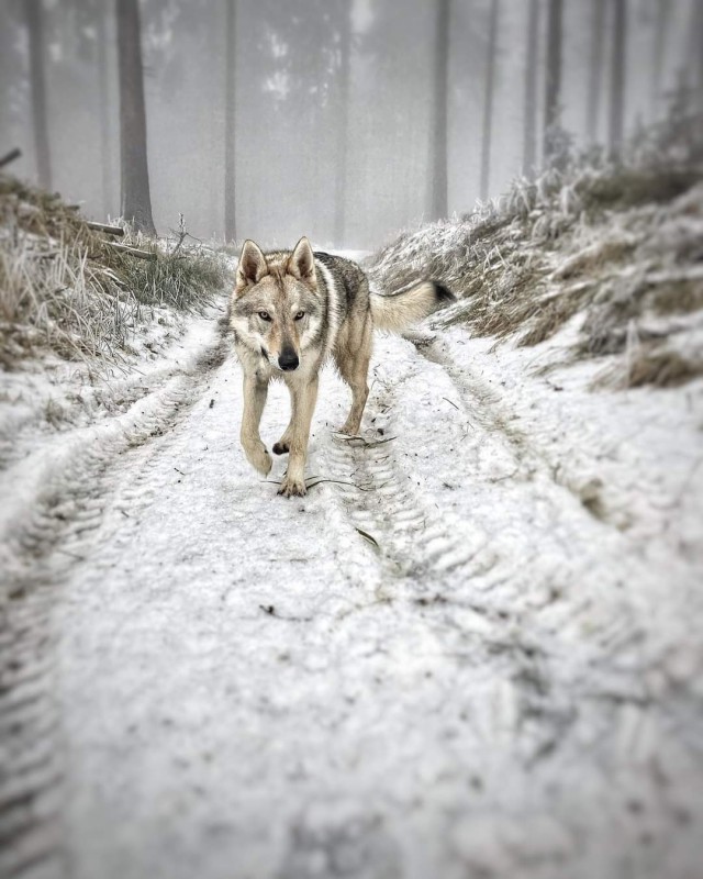 Dog Photo