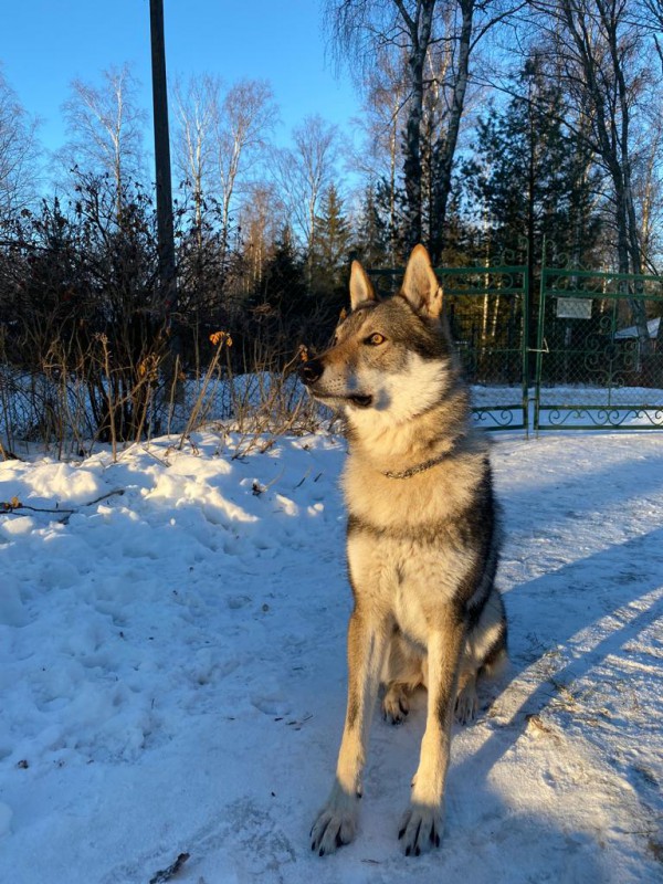 Dog Photo