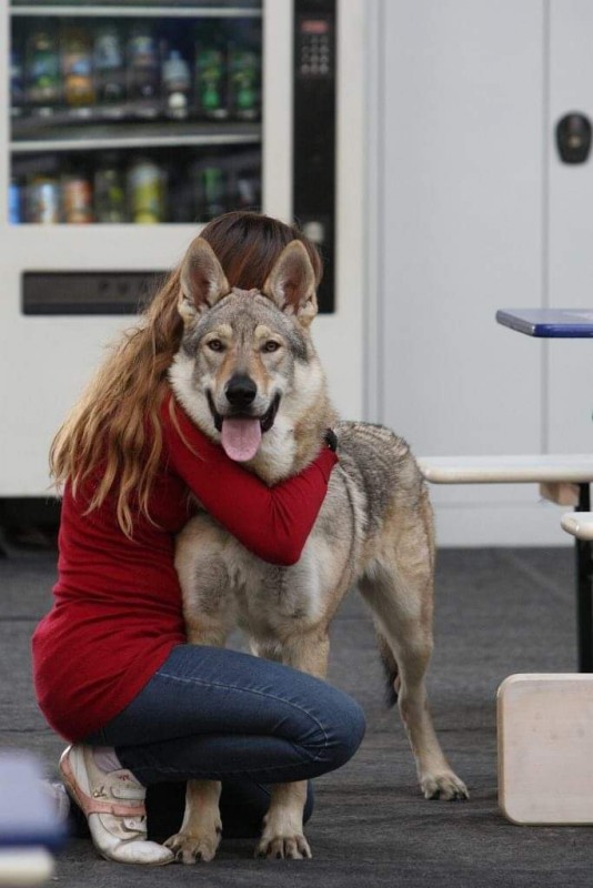 Dog Photo