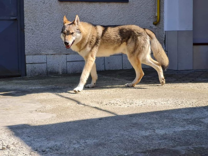 Dog Photo