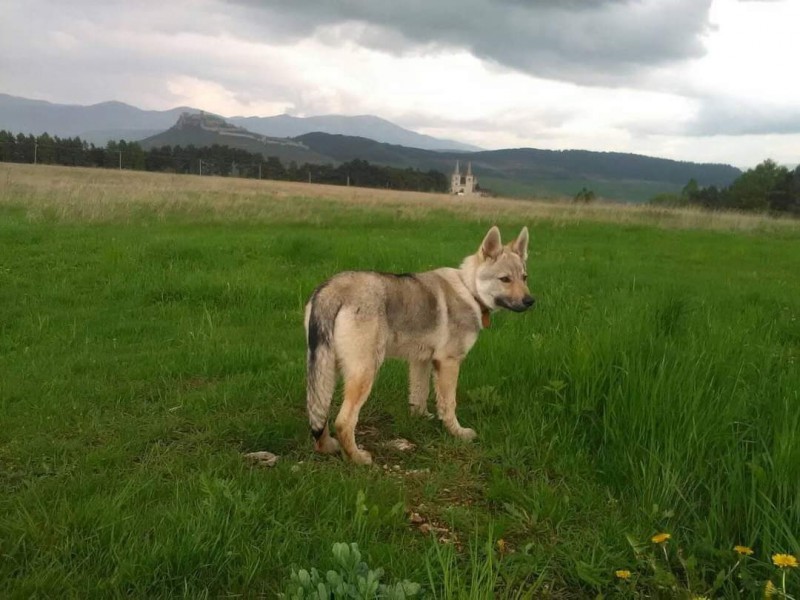 Dog Photo
