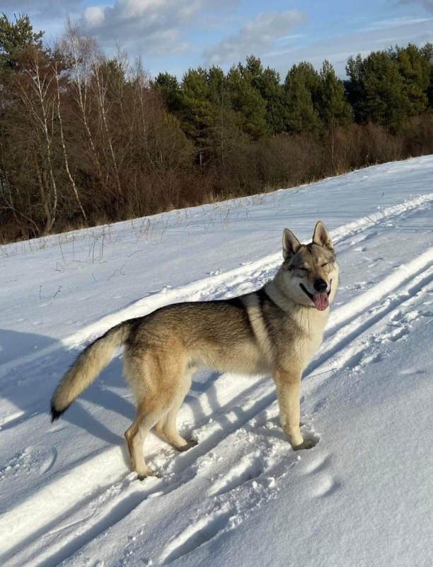 Dog Photo