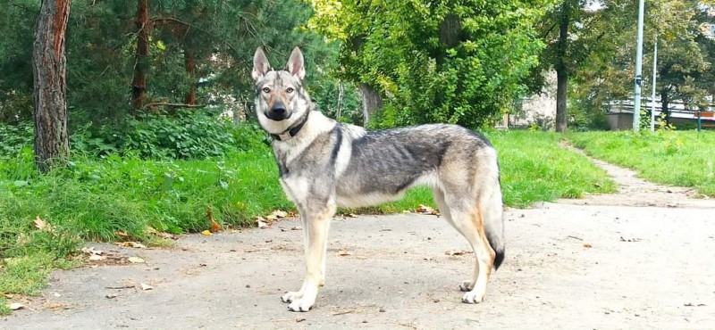 Dog Photo