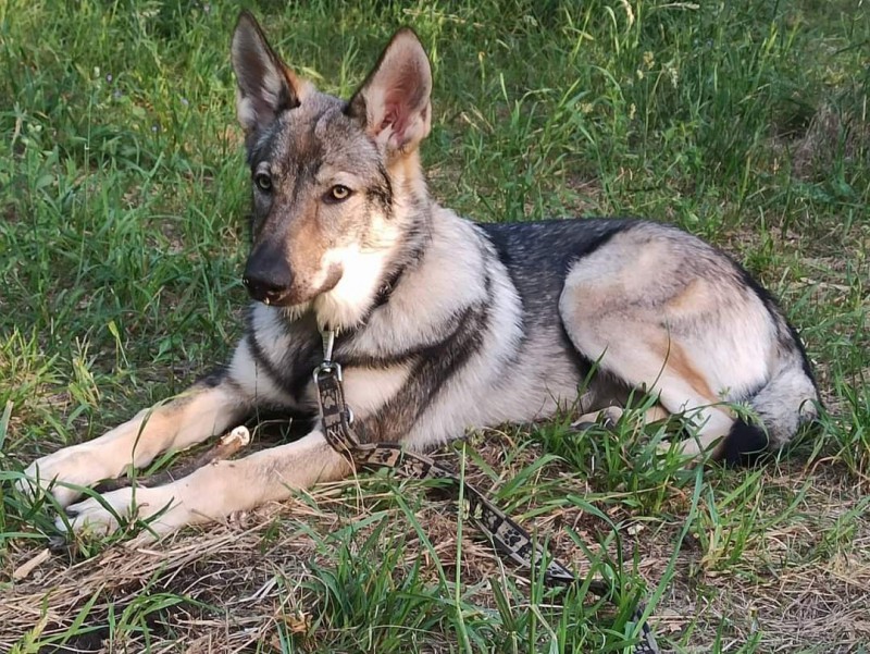 Dog Photo