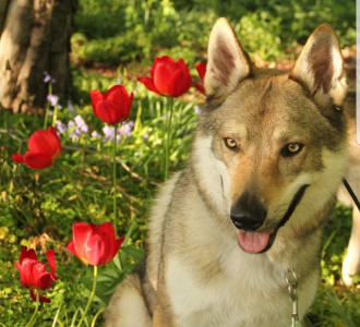 Dog Photo