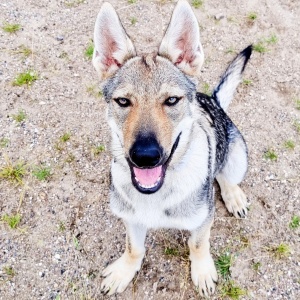 Dog Photo
