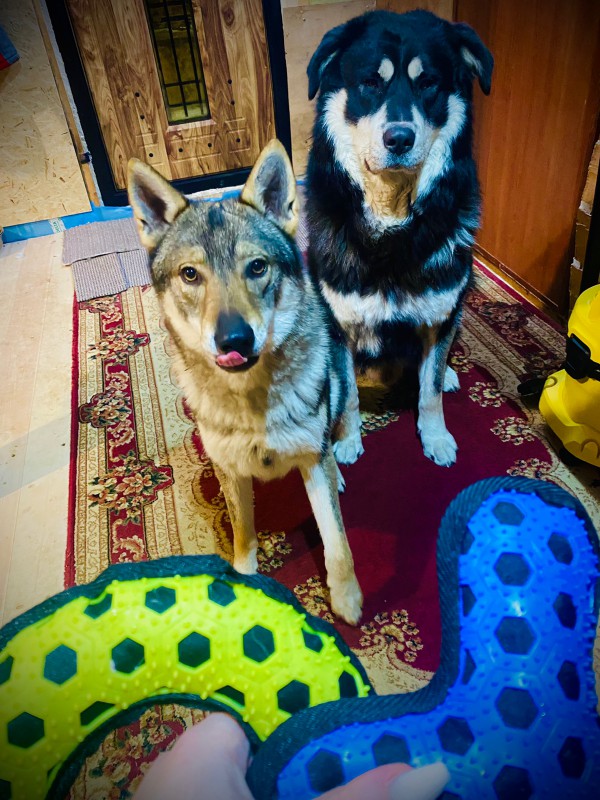 Dog Photo