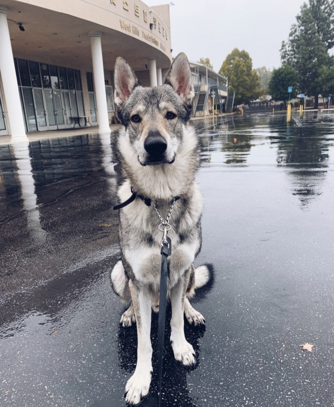Dog Photo