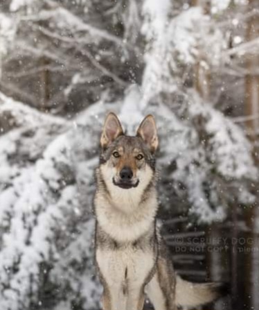 Dog Photo