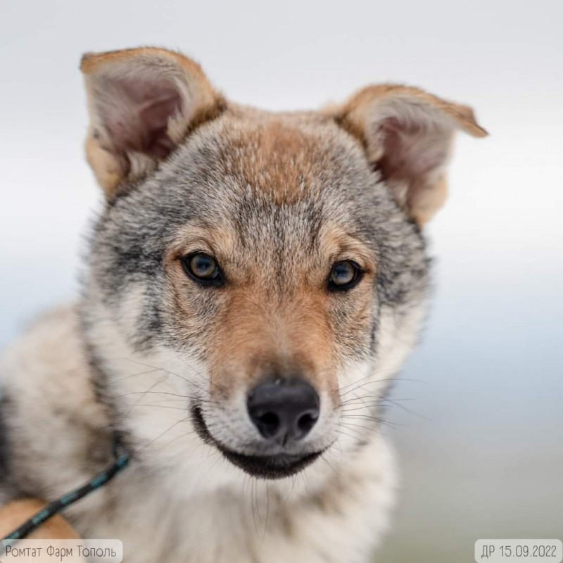 Dog Photo