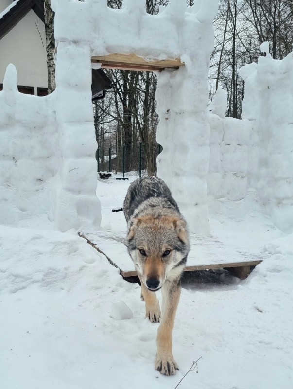 Dog Photo