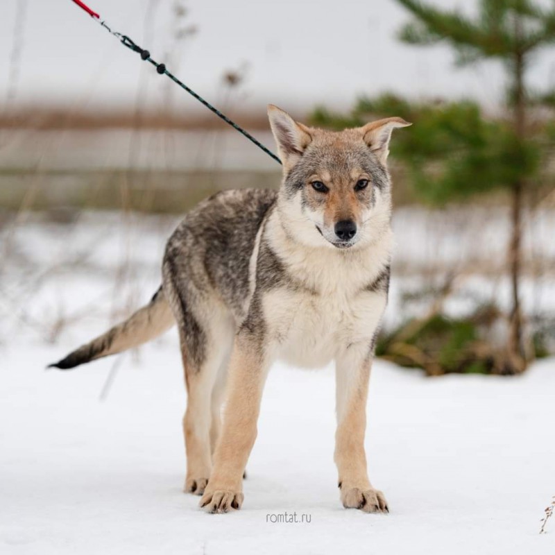Dog Photo