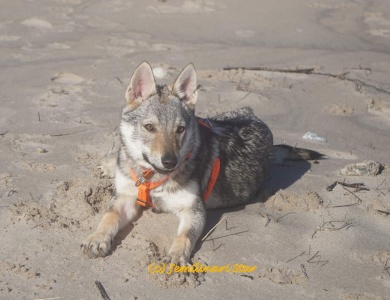 Dog Photo