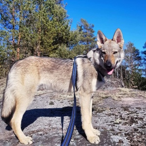 Dog Photo