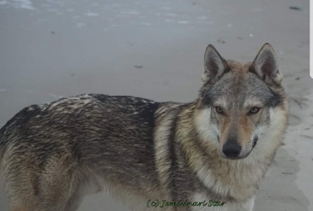 Dog Photo