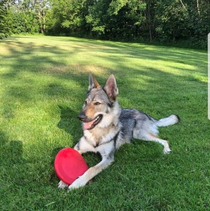 Dog Photo