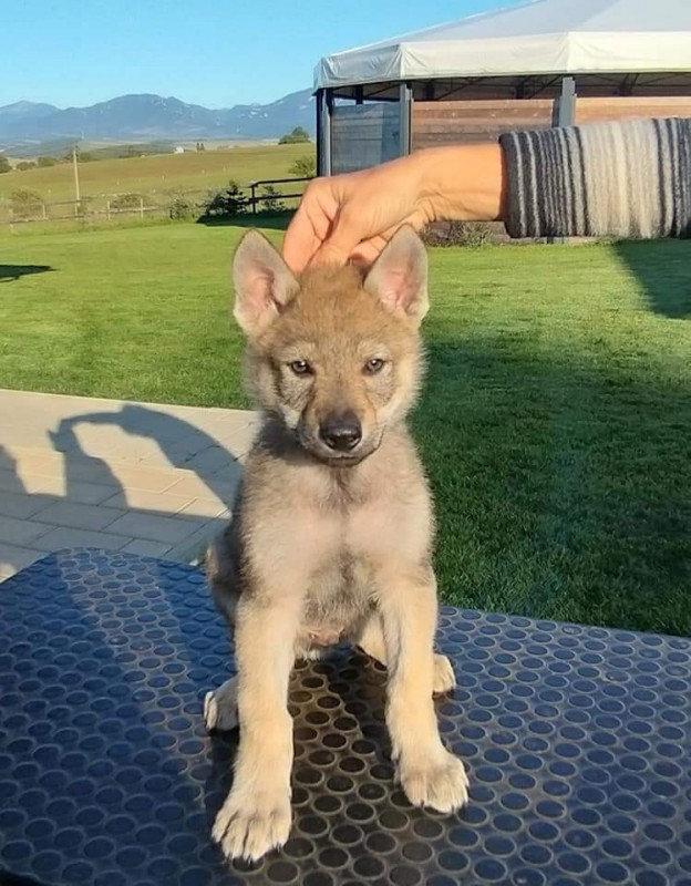 Dog Photo