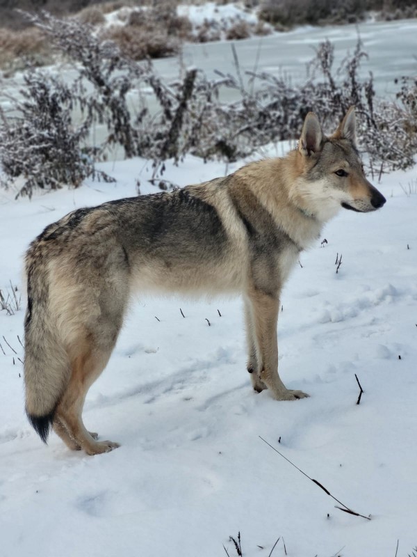 Dog Photo