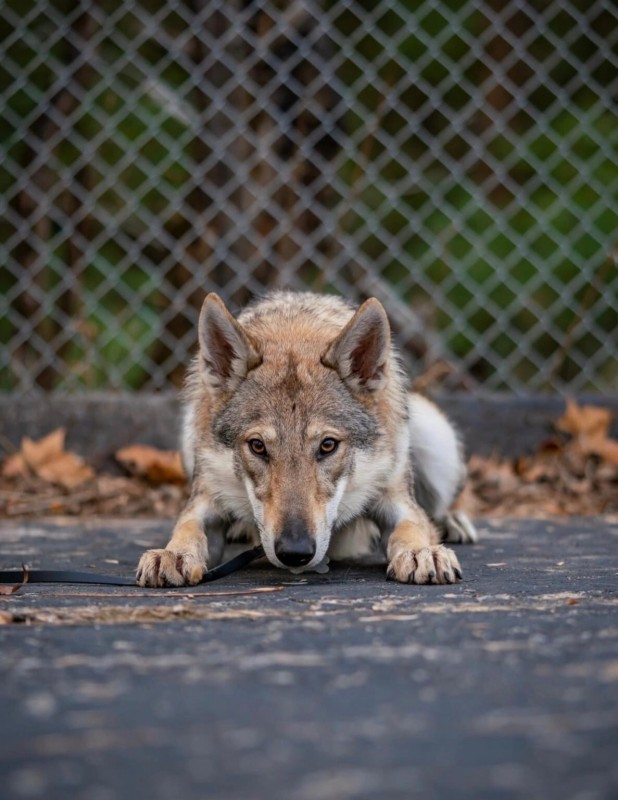 Dog Photo