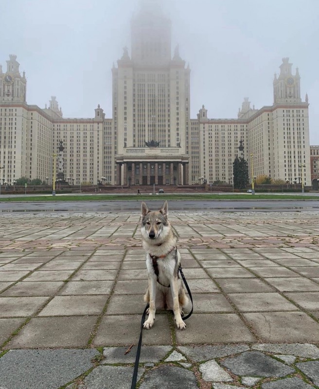 Dog Photo
