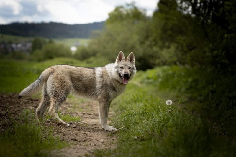 Dog Photo
