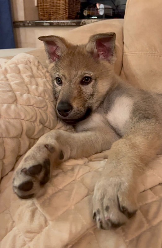 Dog Photo