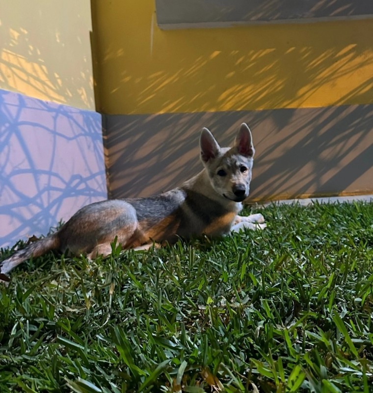 Dog Photo