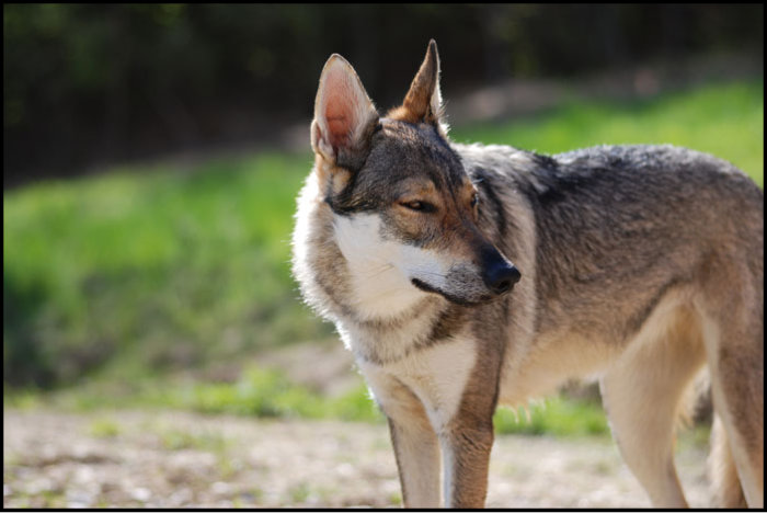 Dog Photo