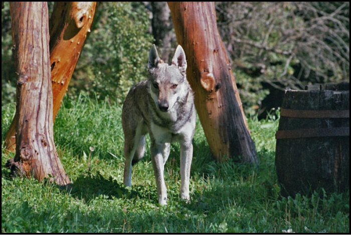 Dog Photo