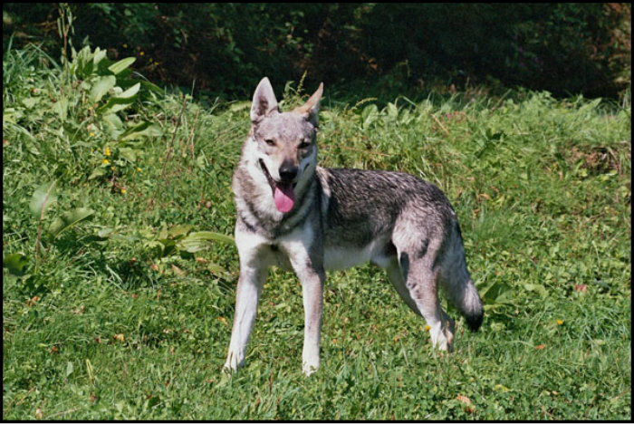 Dog Photo