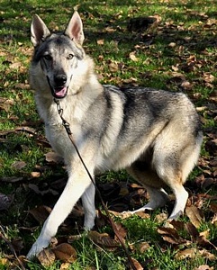 Dog Photo