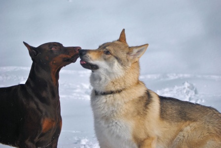 Dog Photo