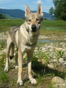 Dog Photo