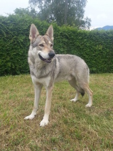 Dog Photo