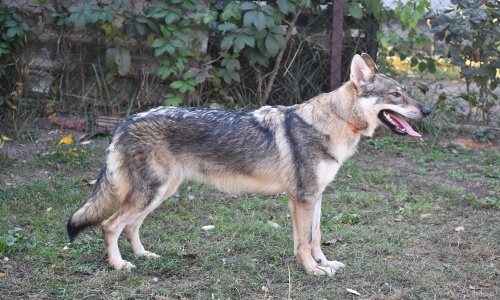 Dog Photo