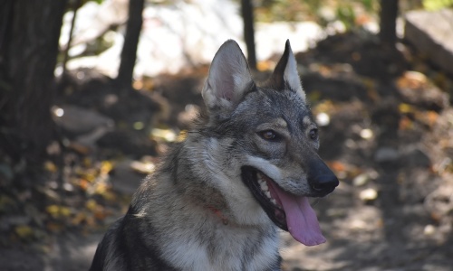 Dog Photo