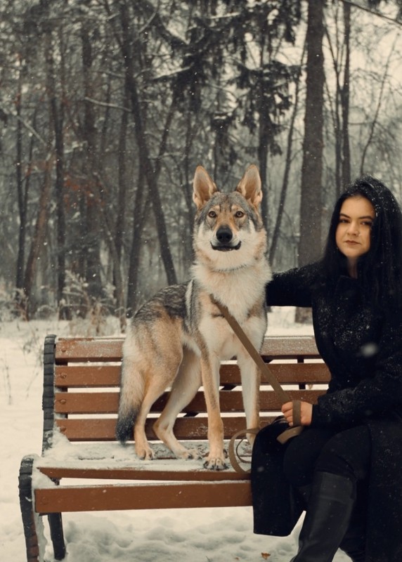 Dog Photo