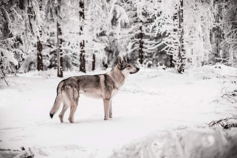 Dog Photo