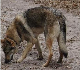 Dog Photo