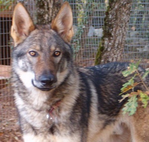 Dog Photo
