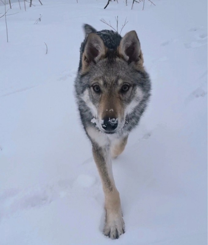 Dog Photo