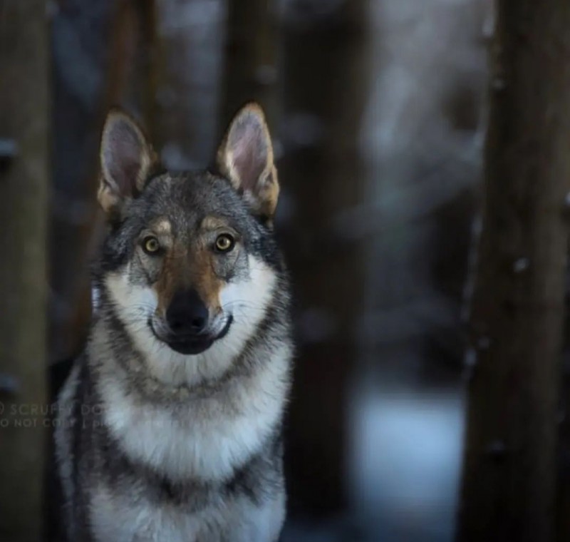 Dog Photo