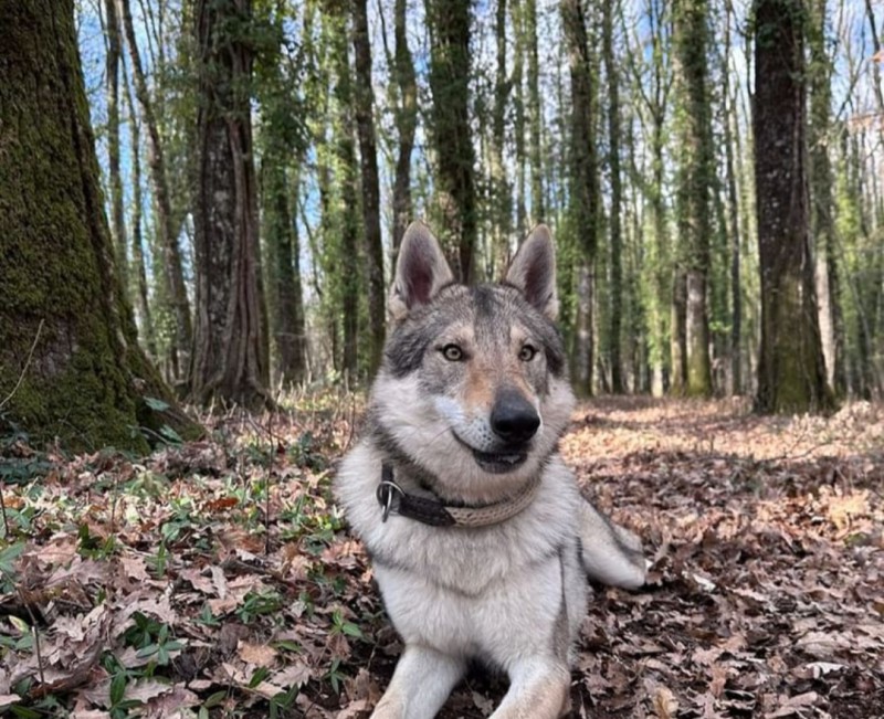 Dog Photo
