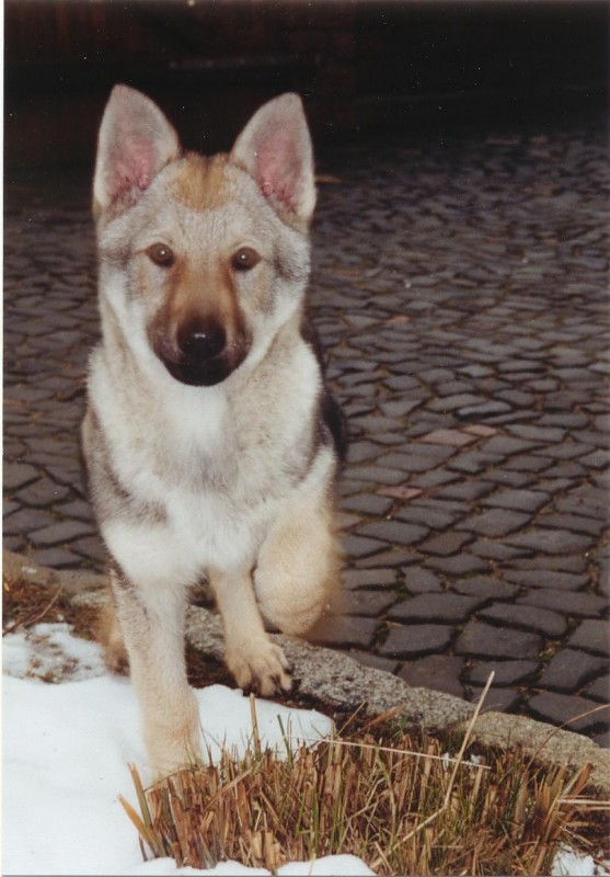 Dog Photo