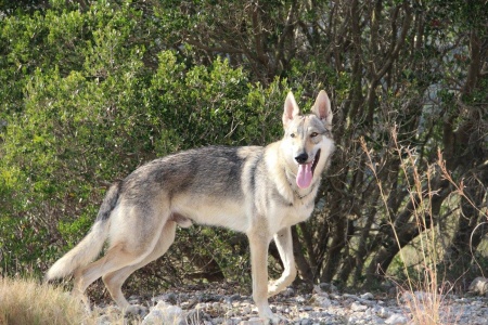 Dog Photo