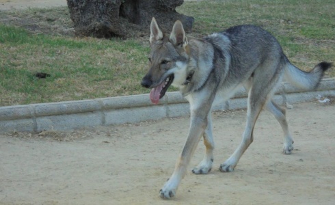Dog Photo