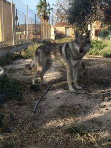 Dog Photo