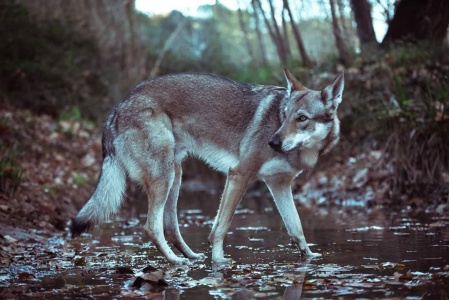 Dog Photo