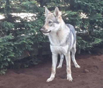 Dog Photo