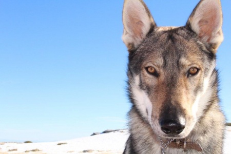 Dog Photo